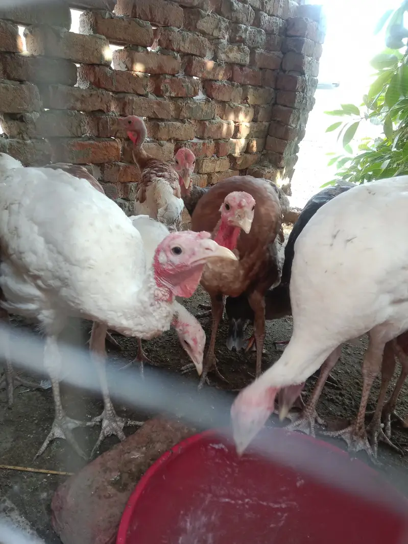 Turkey Golden, white, black — photo 4
