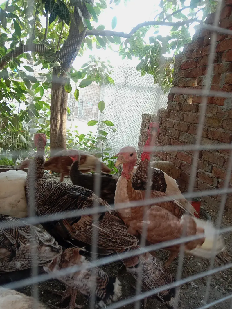 Turkey Golden, white, black — photo 5
