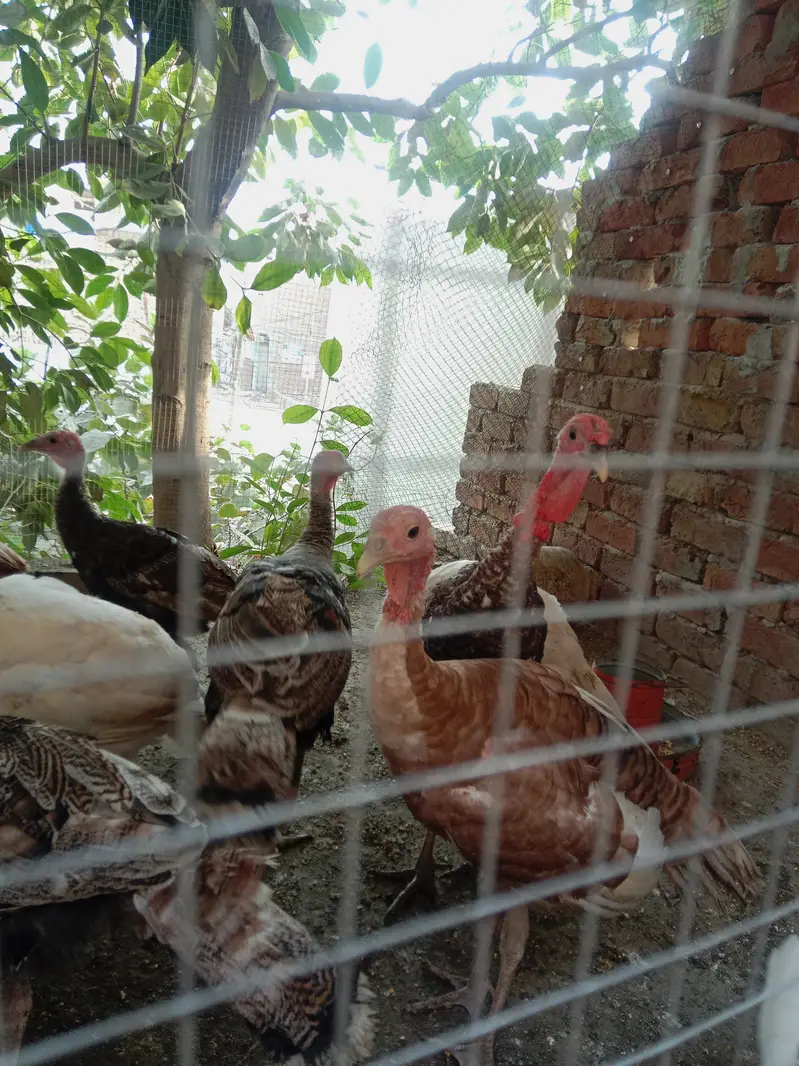 Turkey Golden, white, black — photo 6