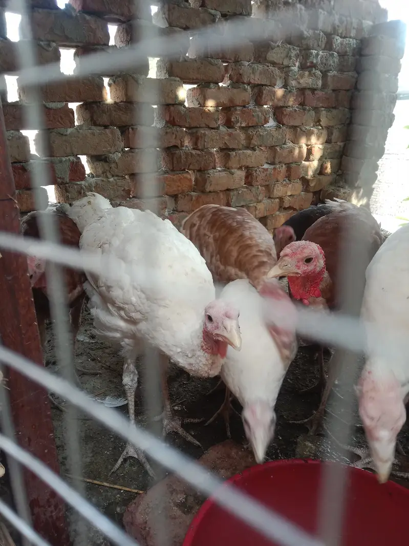 Turkey Golden, white, black — photo 7