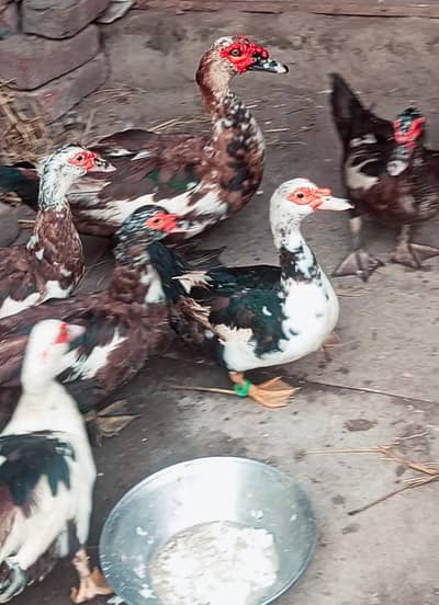 Muscovy big size ducks egg pair urgent sale