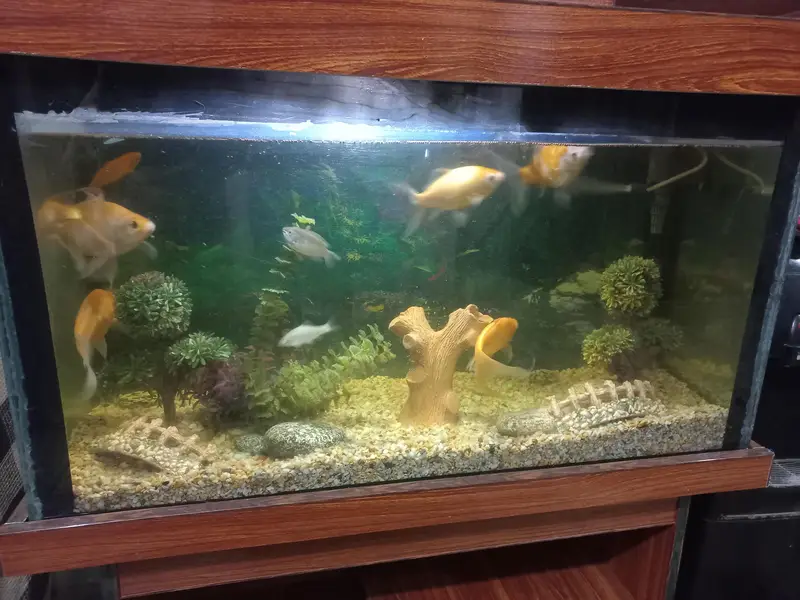 Fish Aquarium with Fishes And All accessories — photo 2