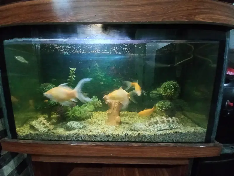 Fish Aquarium with Fishes And All accessories — photo 3