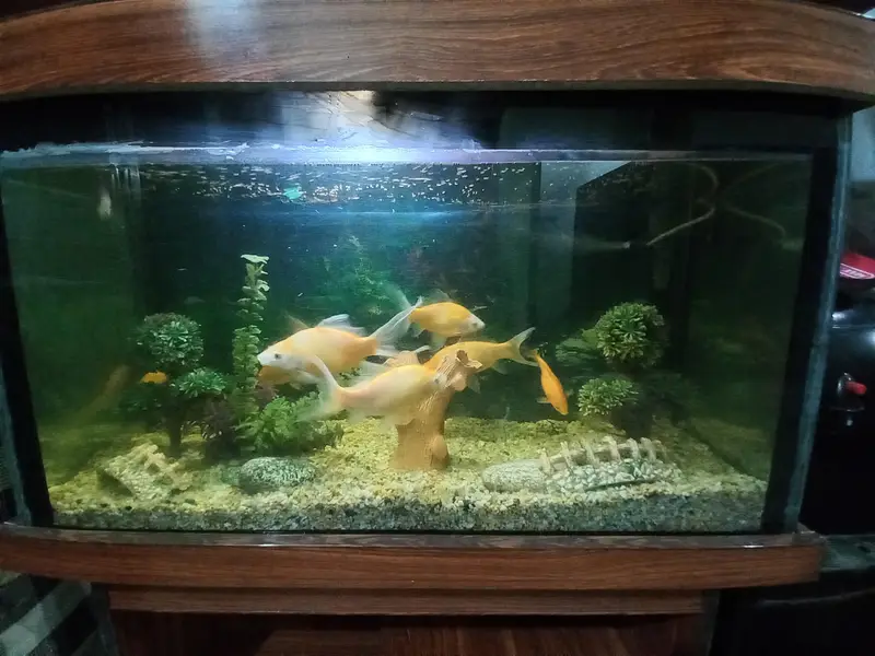 Fish Aquarium with Fishes And All accessories — photo 4