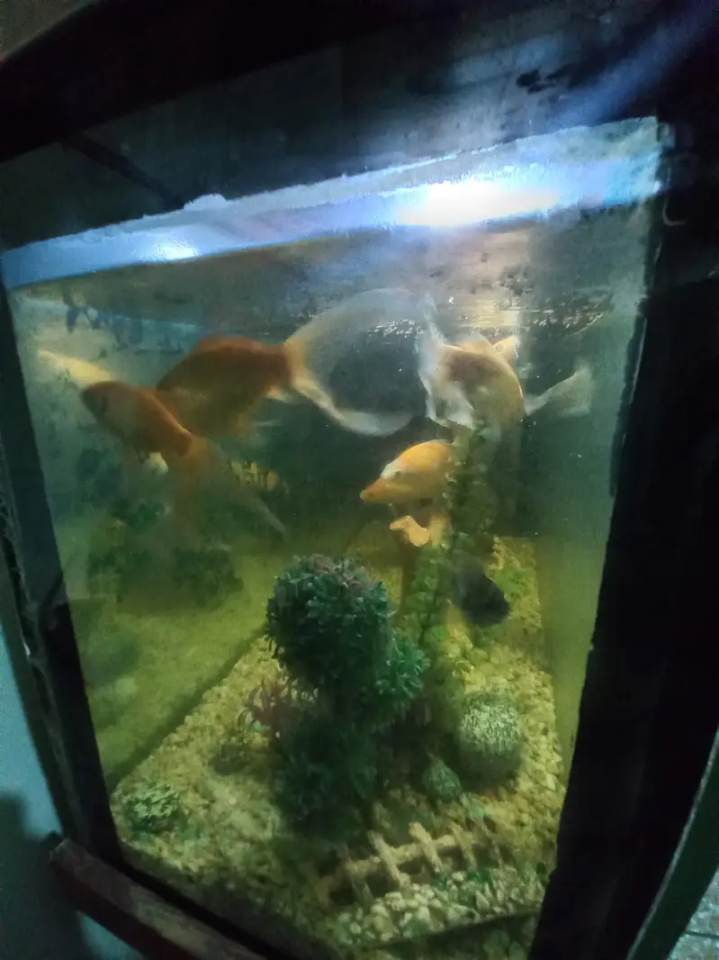 Fish Aquarium with Fishes And All accessories — photo 5