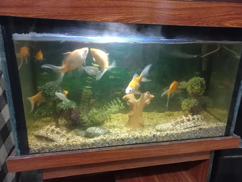 Fish Aquarium with Fishes And All accessories — photo 6