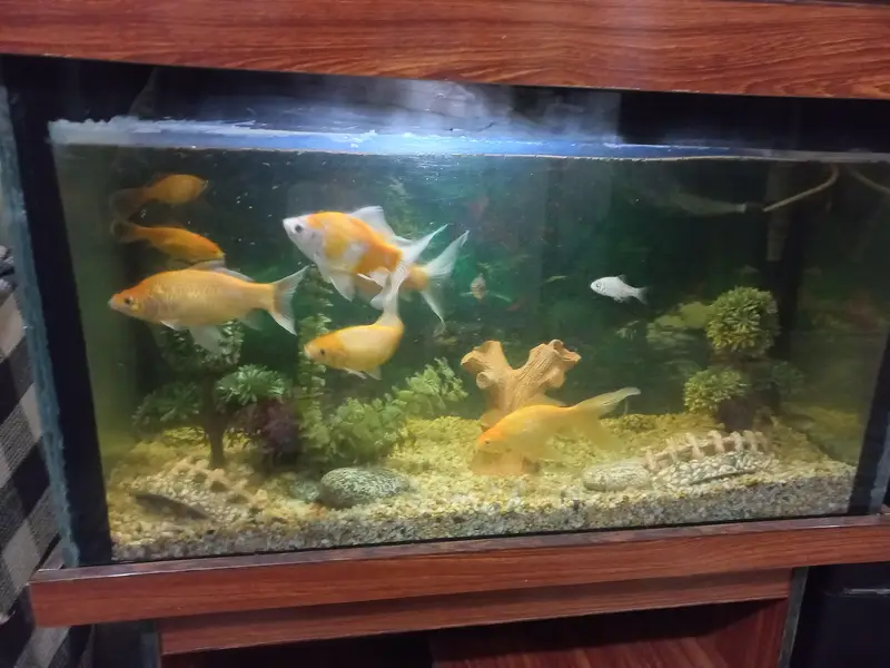 Fish Aquarium with Fishes And All accessories — photo 7