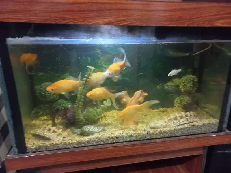 Fish Aquarium with Fishes And All accessories — photo 8