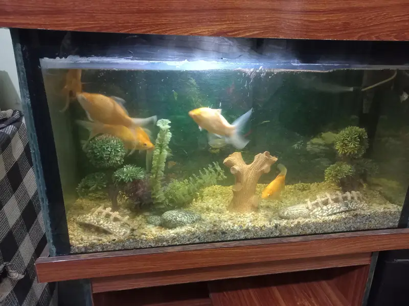Fish Aquarium with Fishes And All accessories — photo 9