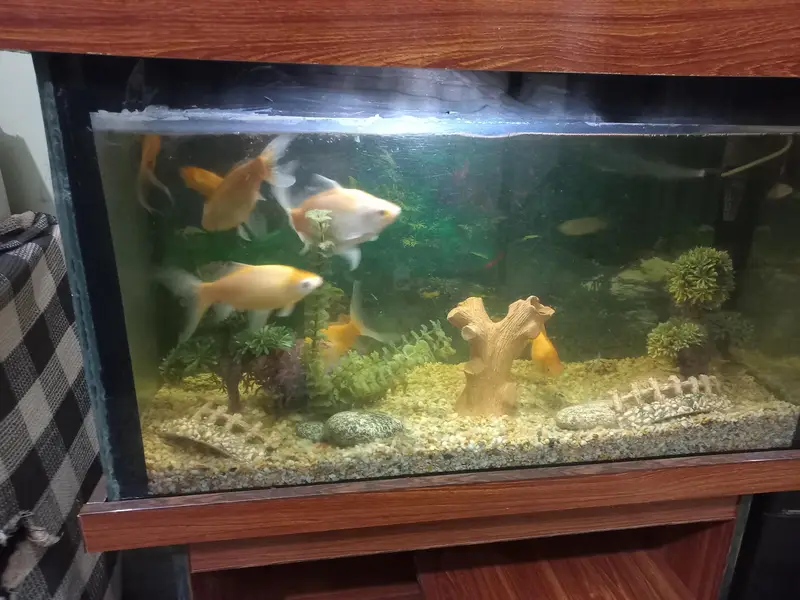 Fish Aquarium with Fishes And All accessories — photo 10