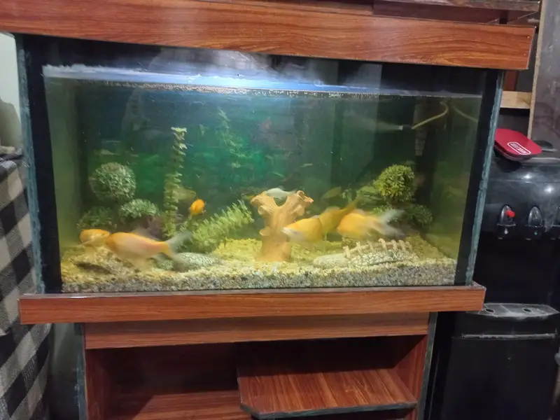 Fish Aquarium with Fishes And All accessories — photo 11