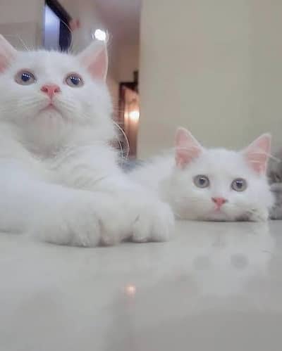 Persian cat for sale