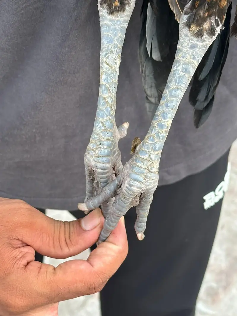 jora for sale price 8 k — photo 5