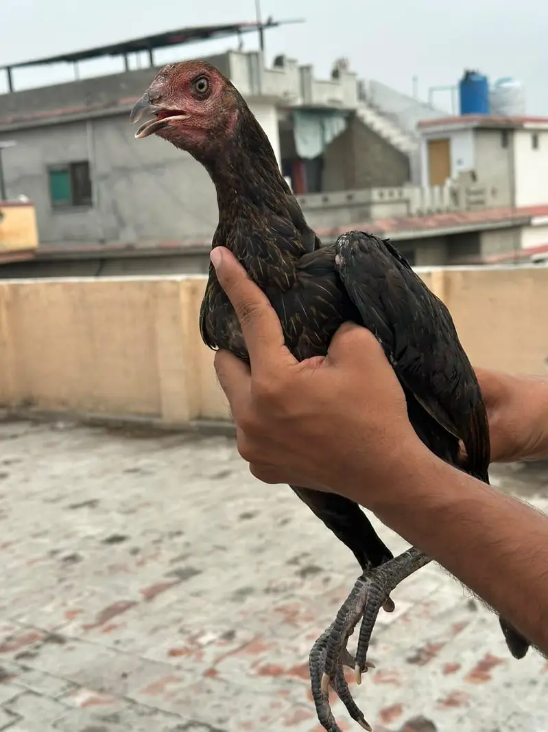 jora for sale price 8 k — photo 6