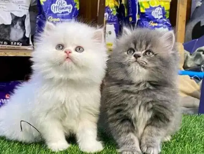 Persian cats My WhatsApp 03057080474 ///@&#_$@$@#&_@ — photo 2