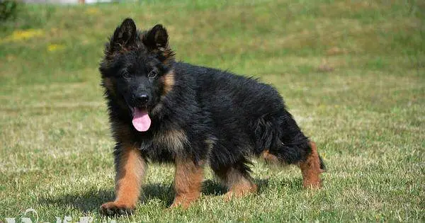 gurman Shaft Dog My WhatsApp 03057080474 //@(#-$&#__#_ — photo 2