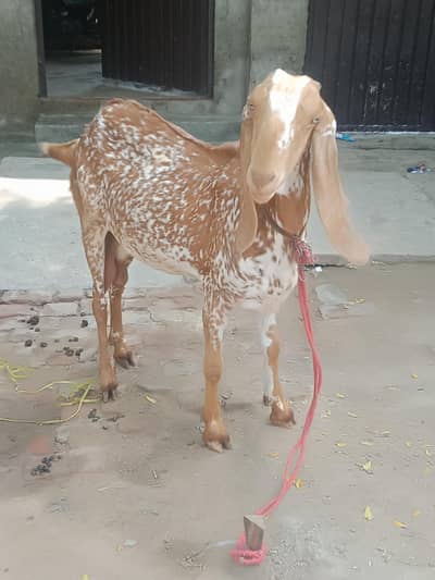 makhi cheeni piur 6dant  watsap 03007287321