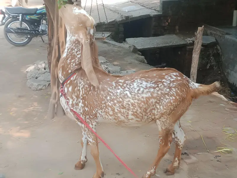 makhi cheeni piur 6dant  watsap 03007287321 — photo 2