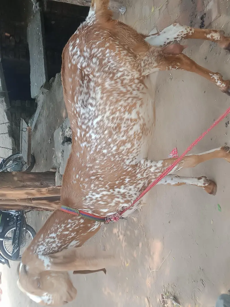 makhi cheeni piur 6dant  watsap 03007287321 — photo 3