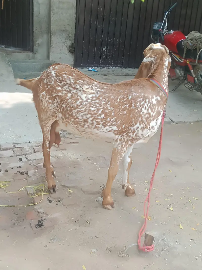 makhi cheeni piur 6dant  watsap 03007287321 — photo 4