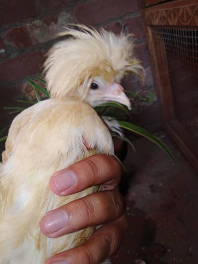 polish Chicks || Ehh laying Hens Golden Misri Murgiyan