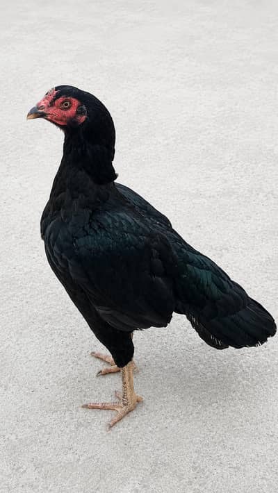 hen for sale
