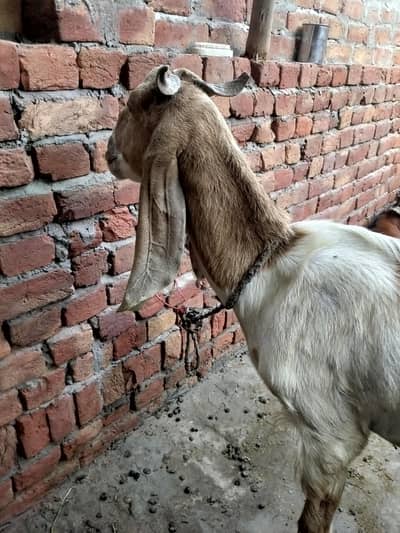bakri both achi ha sub kha lati ha what's app 03002420565