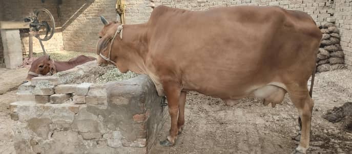 Sahiwal Nasal  hralthy Cow  for Sale.