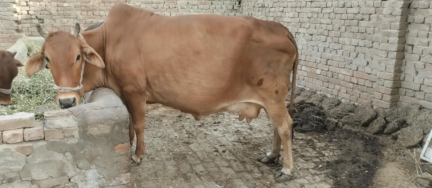 Sahiwal Nasal  hralthy Cow  for Sale. — photo 2