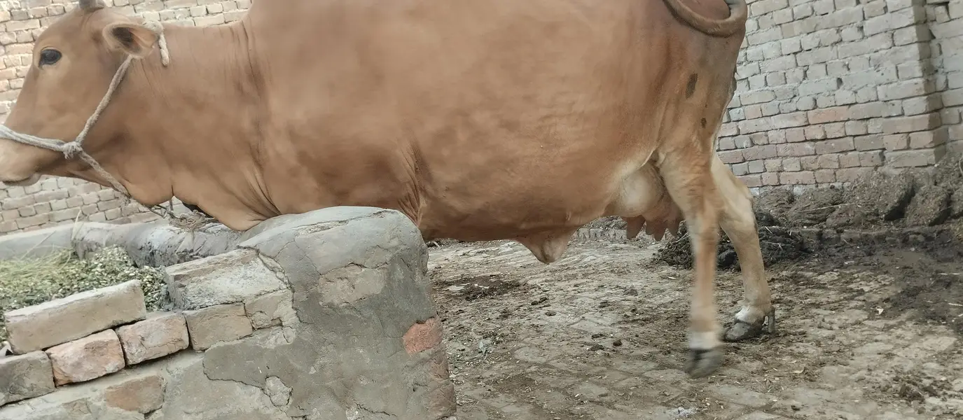 Sahiwal Nasal  hralthy Cow  for Sale. — photo 3