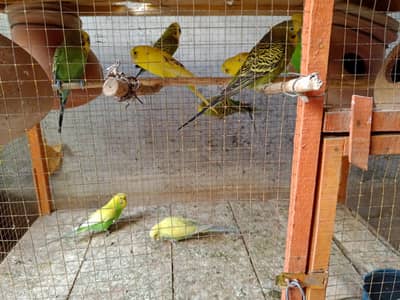 20 Pair of Budgies for sale