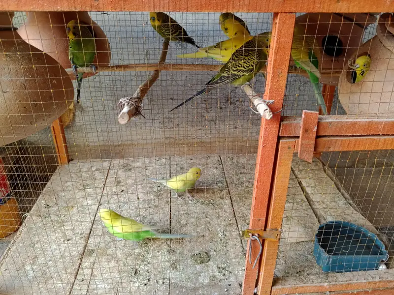 20 Pair of Budgies for sale — photo 2