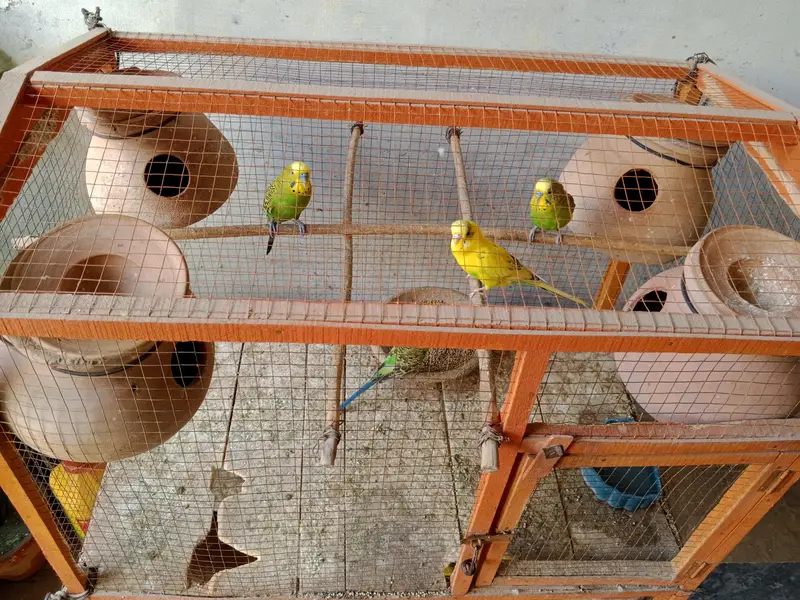 20 Pair of Budgies for sale — photo 3