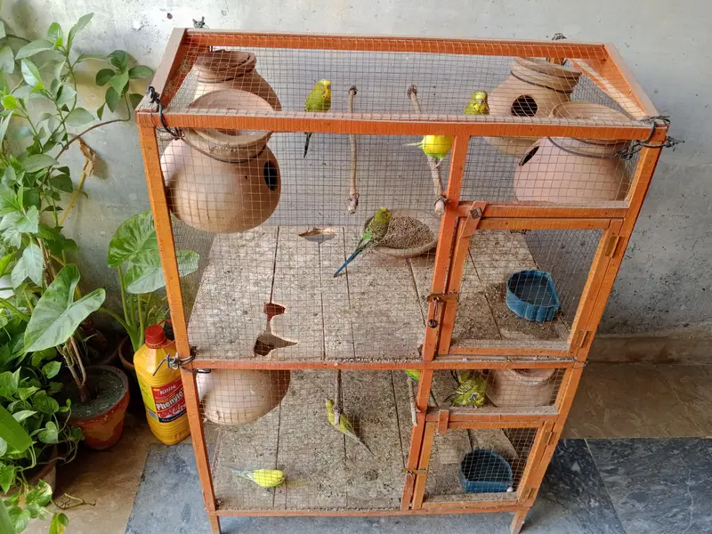 20 Pair of Budgies for sale — photo 4