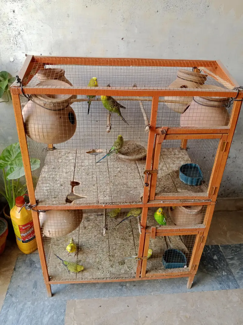 20 Pair of Budgies for sale — photo 5