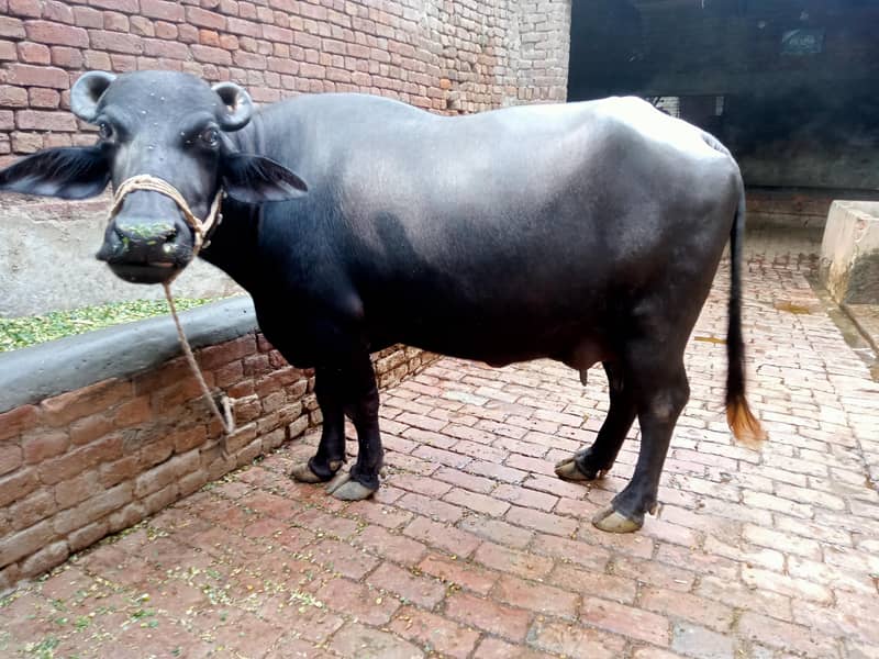 نیلی نسل کی جھوٹی برائے فروخت پہلا سو دودھ اٹھ کلو 1