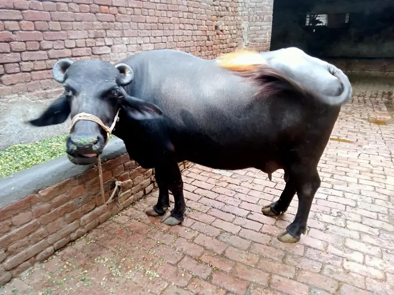 نیلی نسل کی جھوٹی برائے فروخت پہلا سو دودھ اٹھ کلو — photo 3