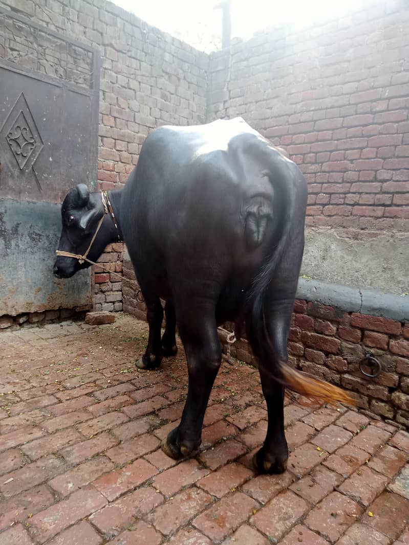 نیلی نسل کی جھوٹی برائے فروخت پہلا سو دودھ اٹھ کلو 3