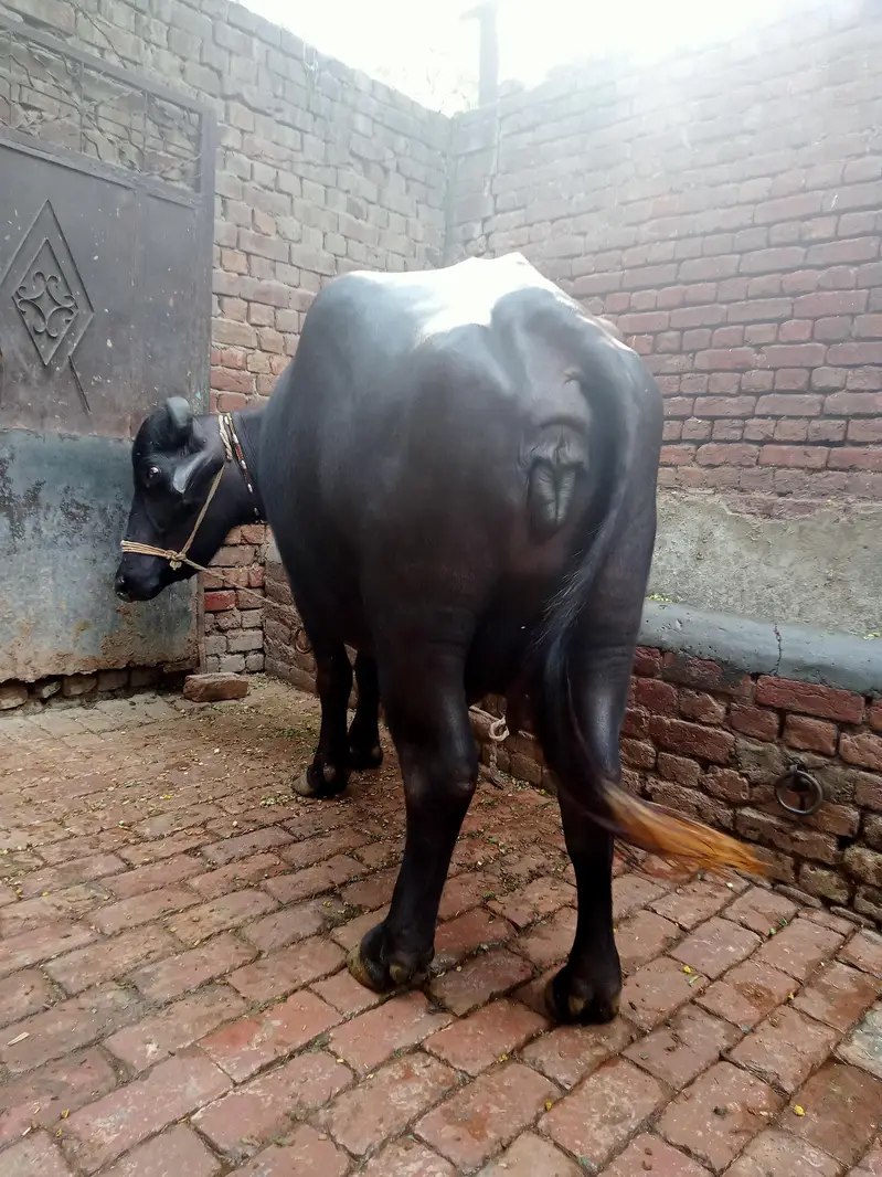 نیلی نسل کی جھوٹی برائے فروخت پہلا سو دودھ اٹھ کلو — photo 4
