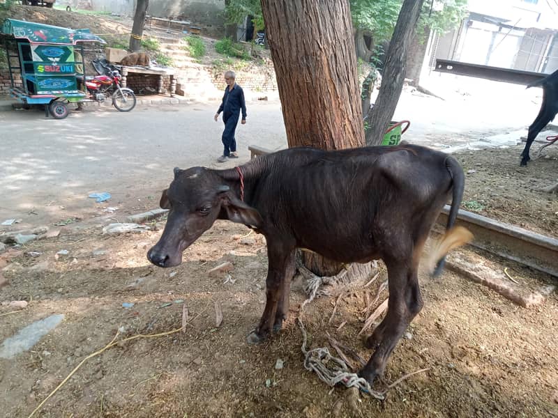 نیلی نسل کی جھوٹی برائے فروخت پہلا سو دودھ اٹھ کلو 4
