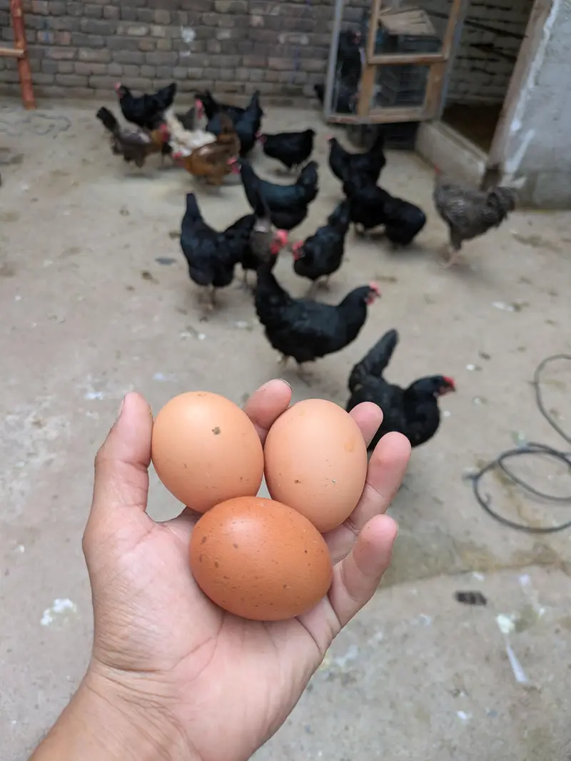 Desi hens — photo 2