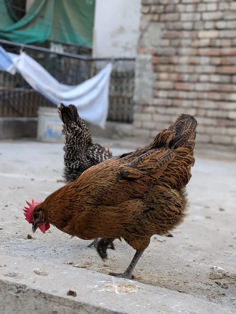 Desi hens — photo 3