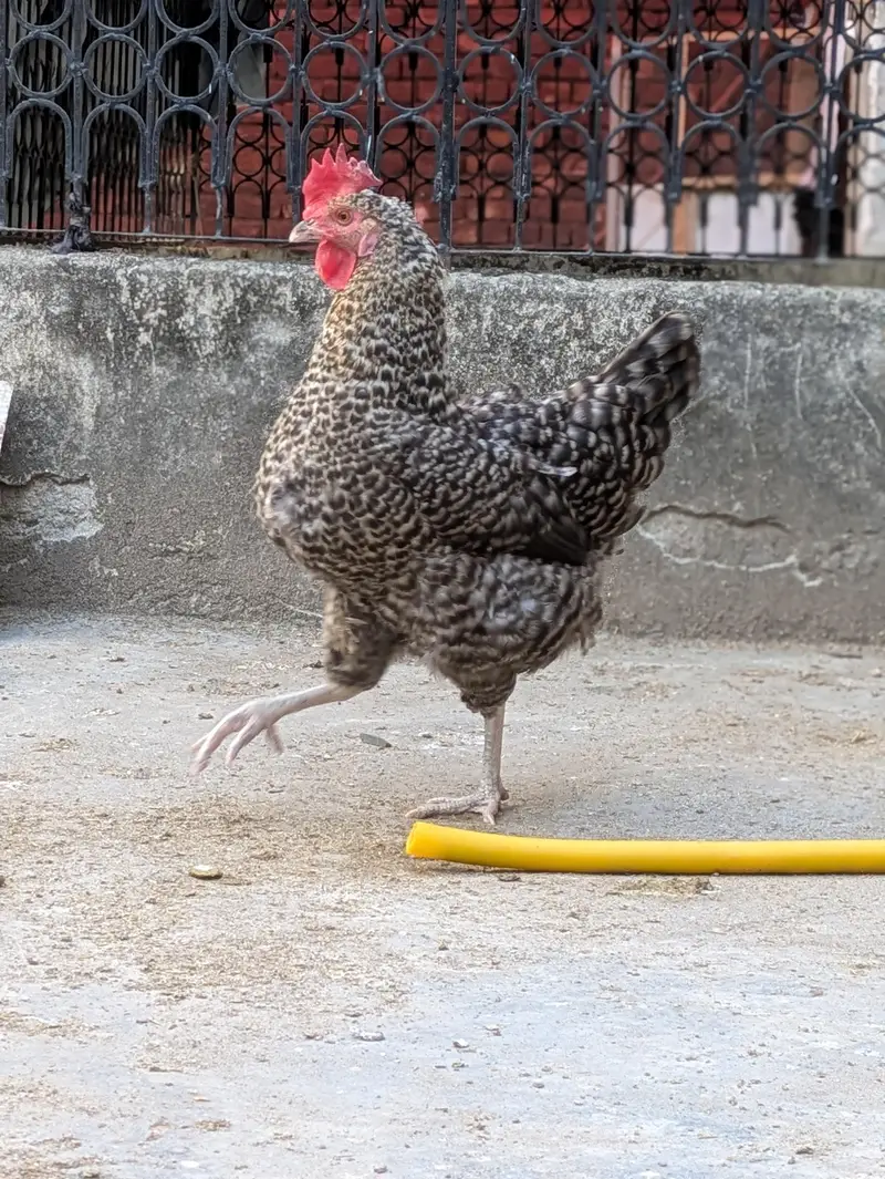 Desi hens — photo 4