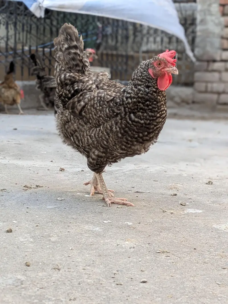 Desi hens — photo 5