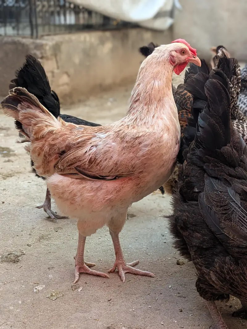 Desi hens — photo 6