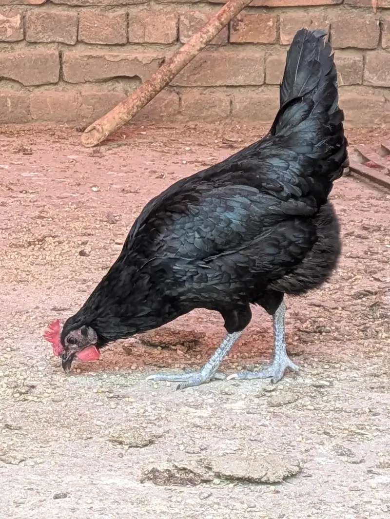 Desi hens — photo 7