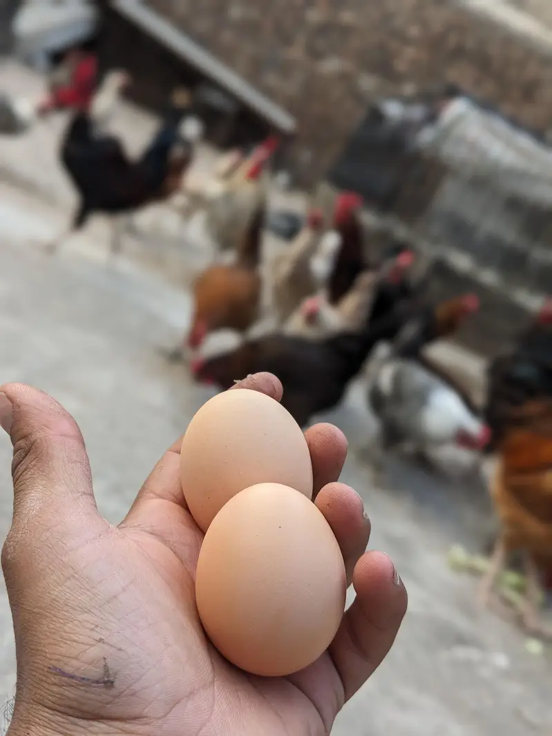 Desi hens — photo 8