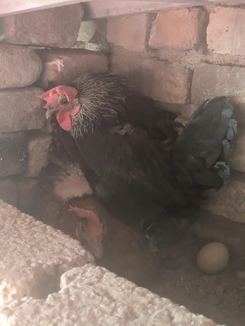 Desi hens — photo 9