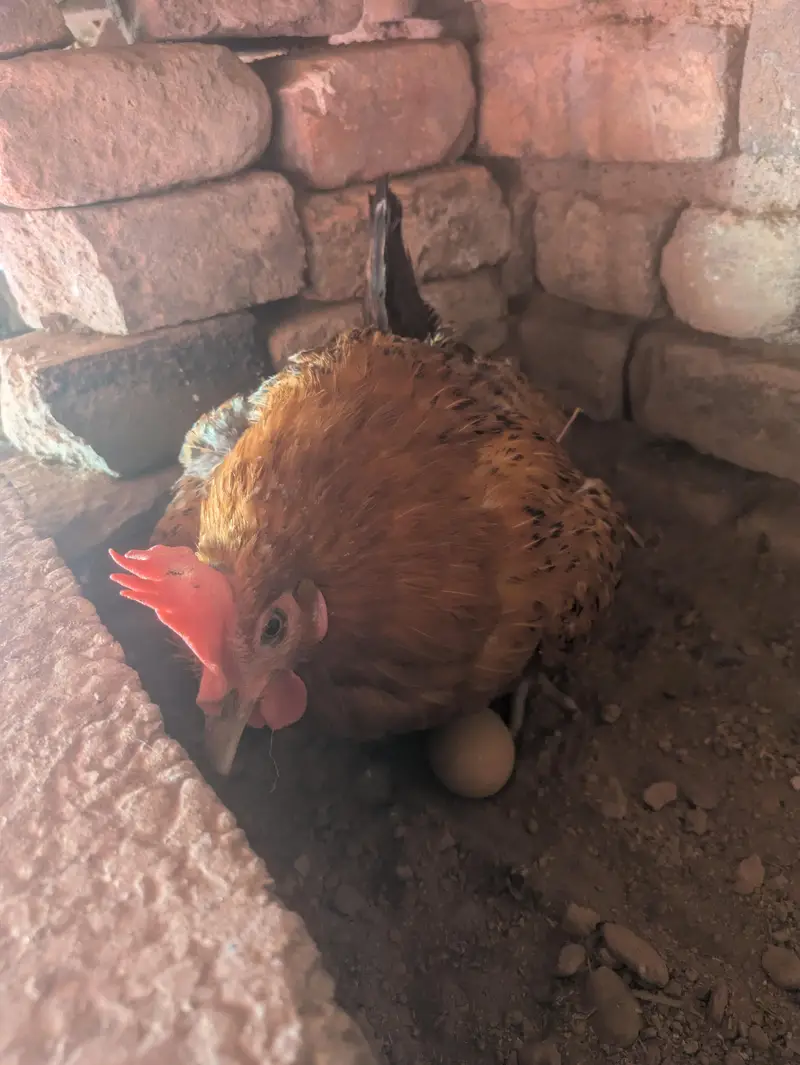Desi hens — photo 10