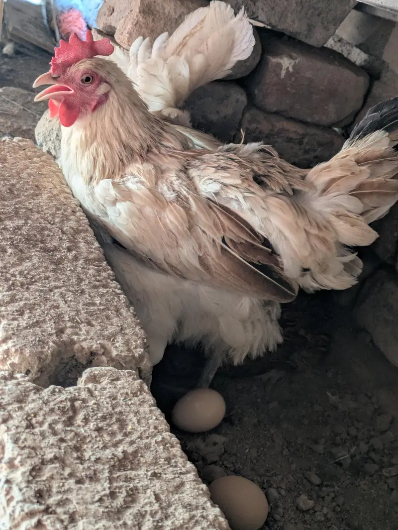 Desi hens — photo 11